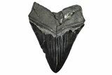 Serrated, Fossil Megalodon Tooth - Huge River Meg #375811-2